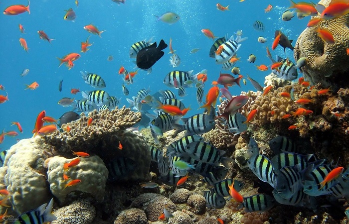 La vita nelle barriere coralline